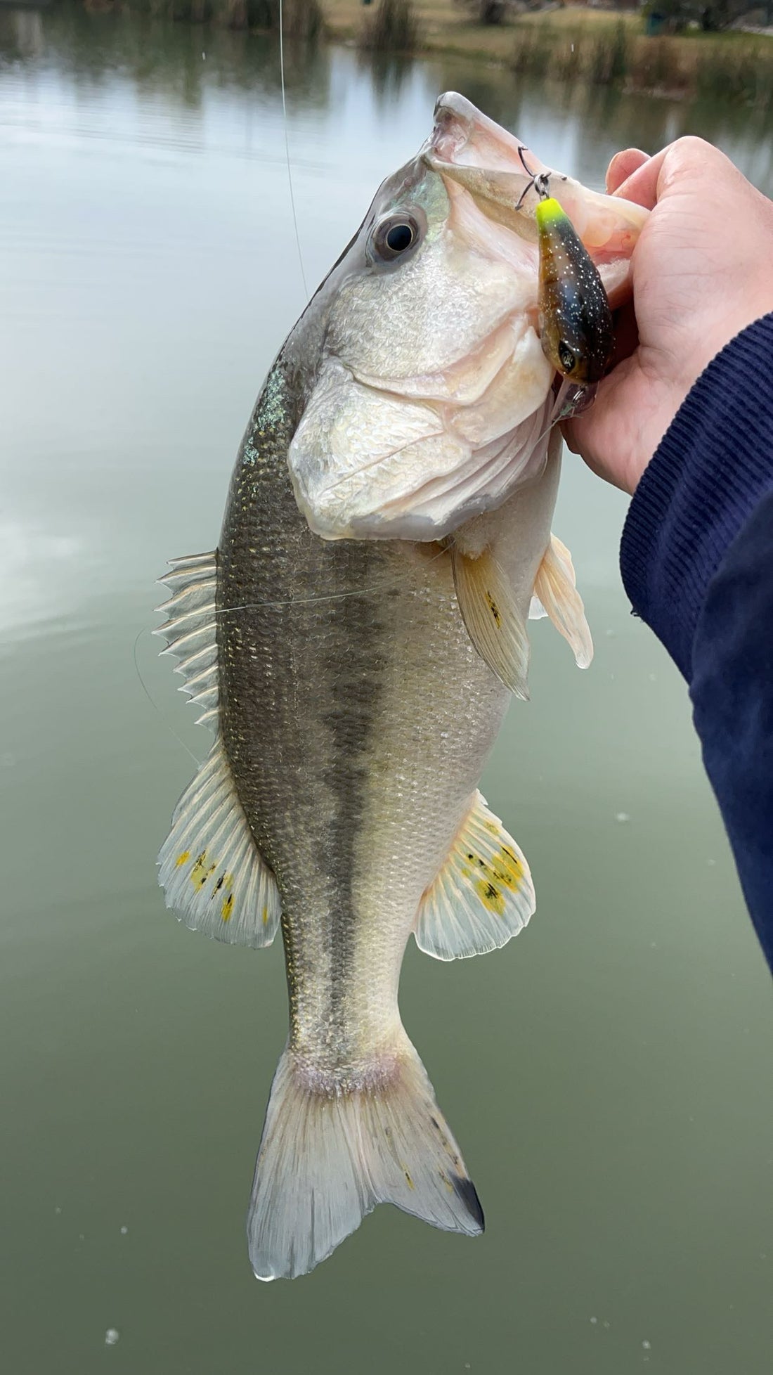 Some Good Ol' Texas Bassin'