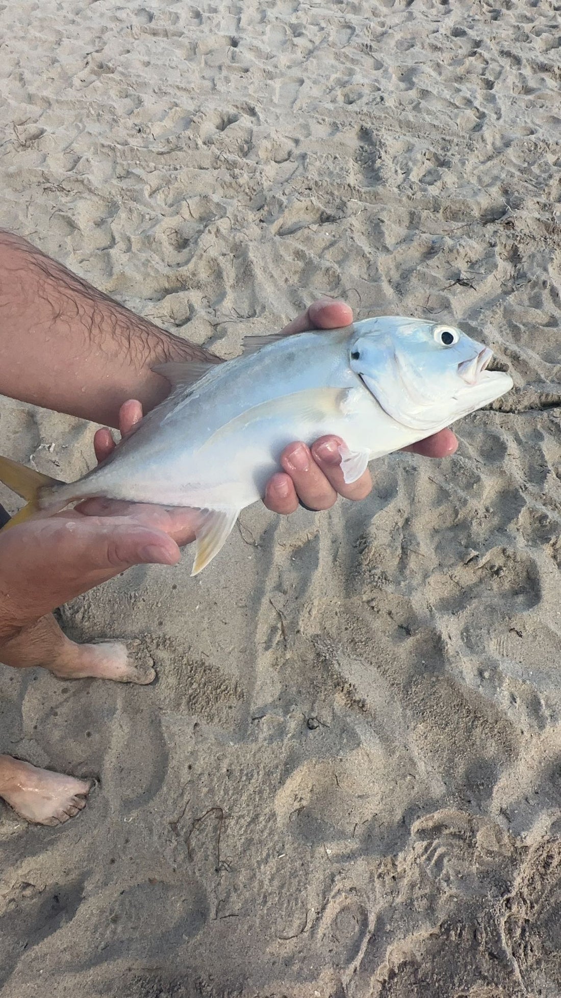 Here's the Jack Crevalle I caught from the beach while fishing the rushing current and the crashing waves.